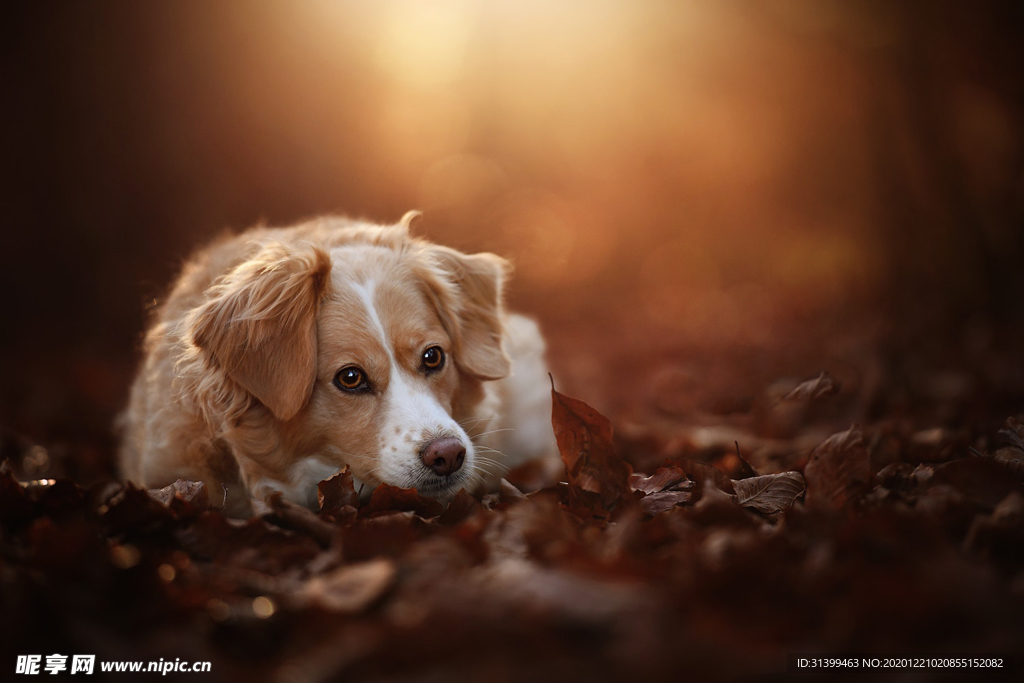 动物 宠物 狗 猫