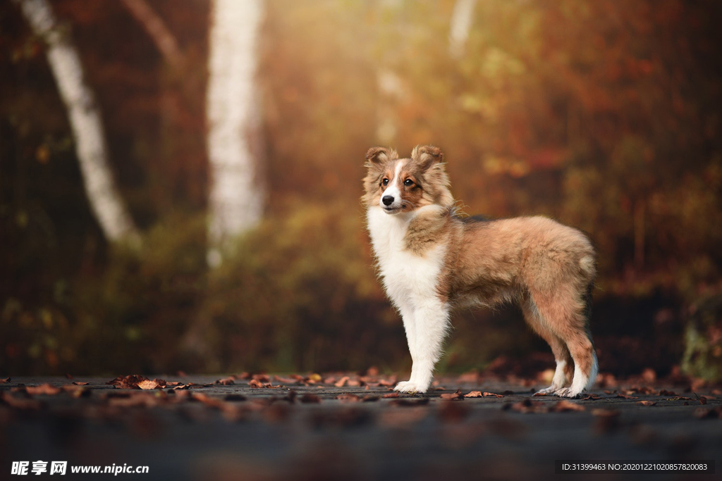 动物 宠物 狗 猫