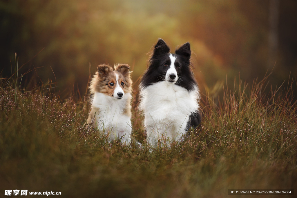 动物 宠物 狗 猫