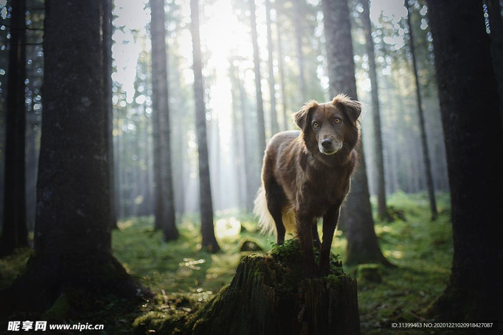 动物 宠物 狗 猫