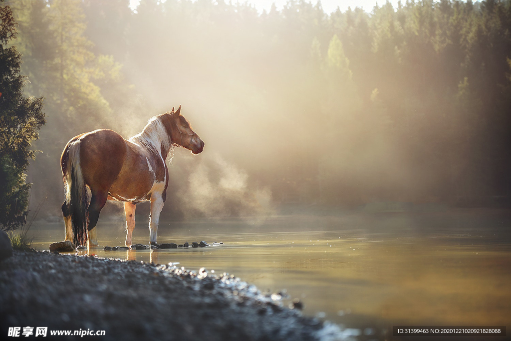 动物 宠物 狗 猫