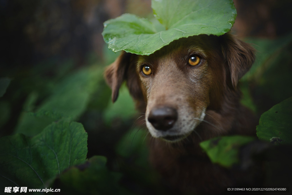 动物 宠物 狗 猫