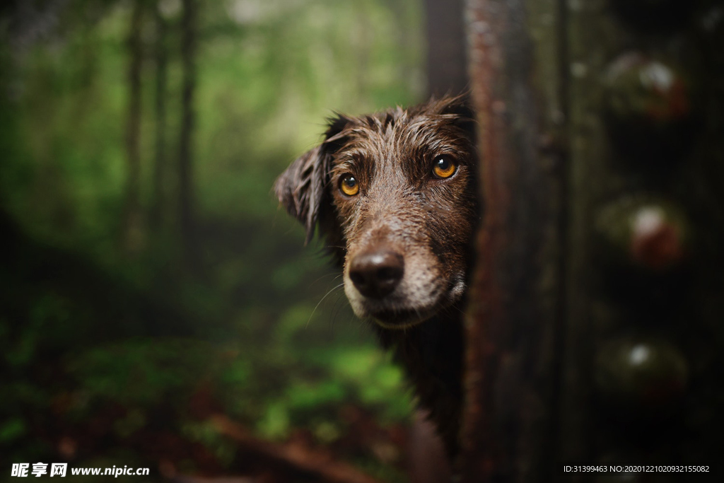 动物 宠物 狗 猫