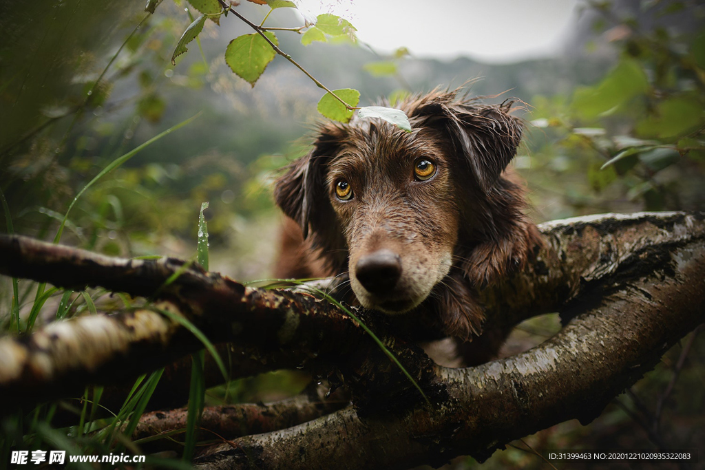 动物 宠物 狗 猫