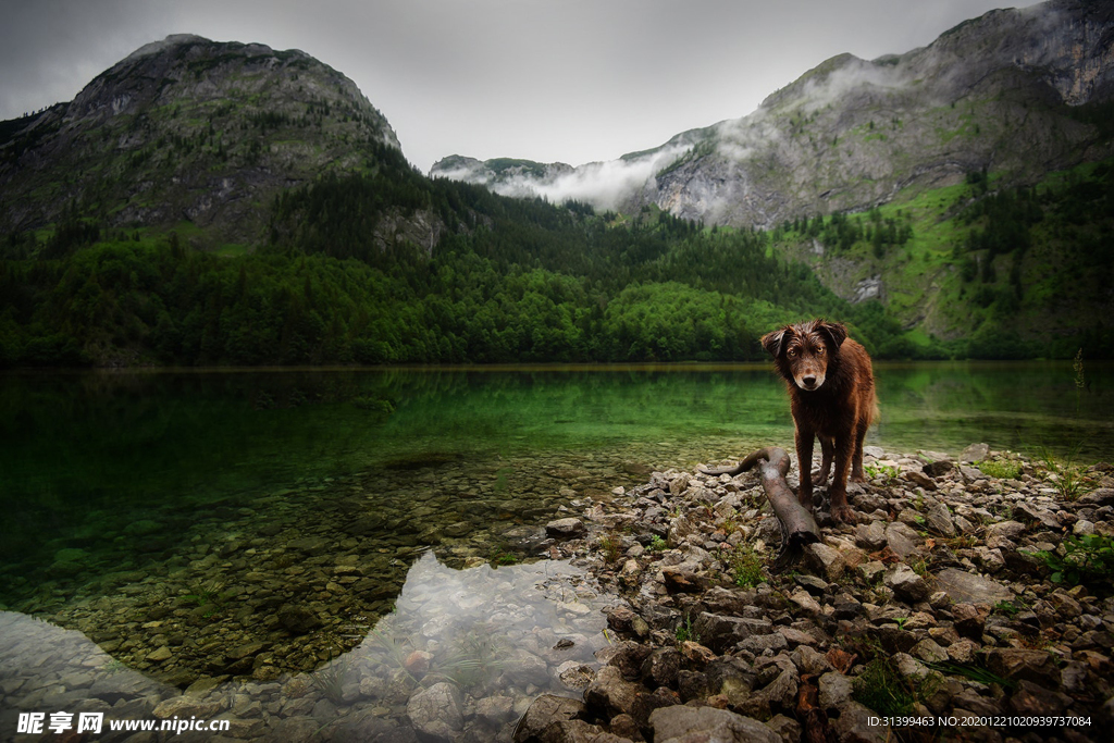 动物 宠物 狗 猫