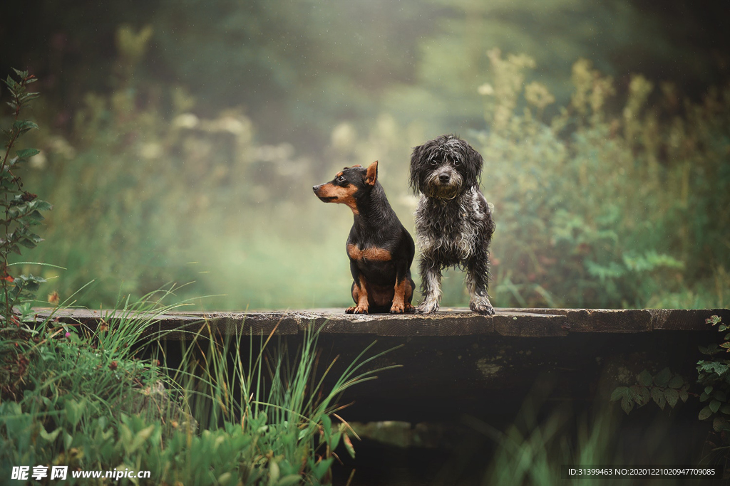 动物 宠物 狗 猫