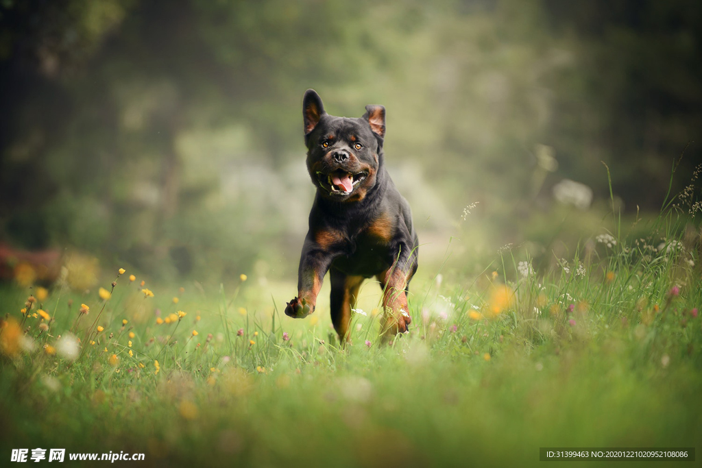 动物 宠物 狗 猫