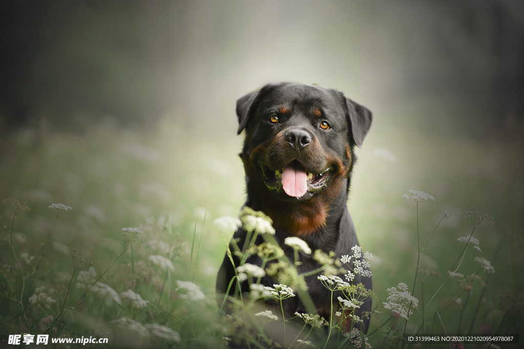动物 宠物 狗 猫