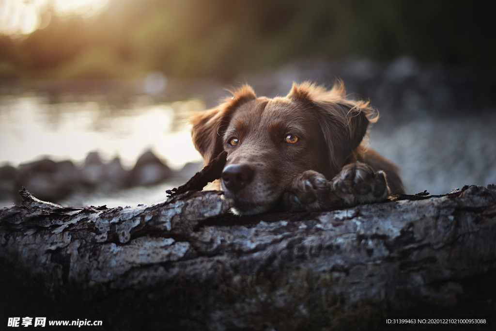 动物 宠物 狗 猫