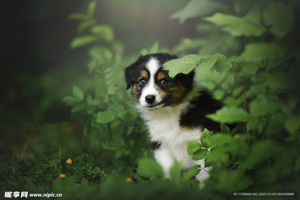 动物 宠物 狗 猫