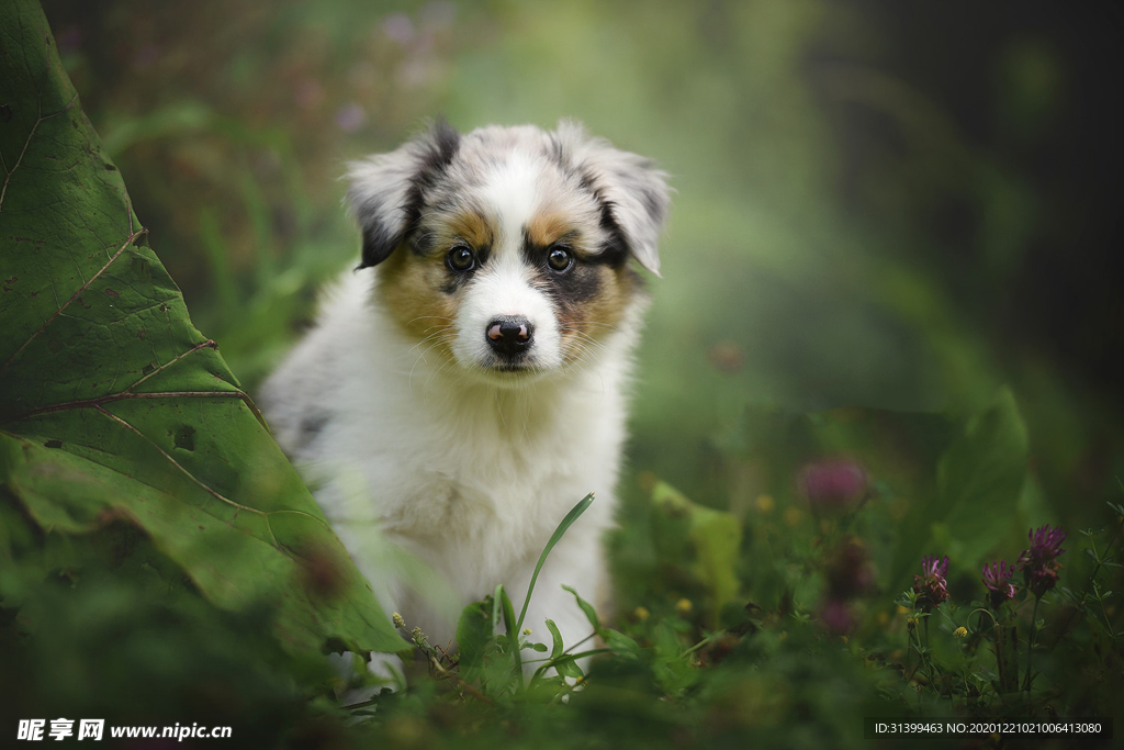 动物 宠物 狗 猫