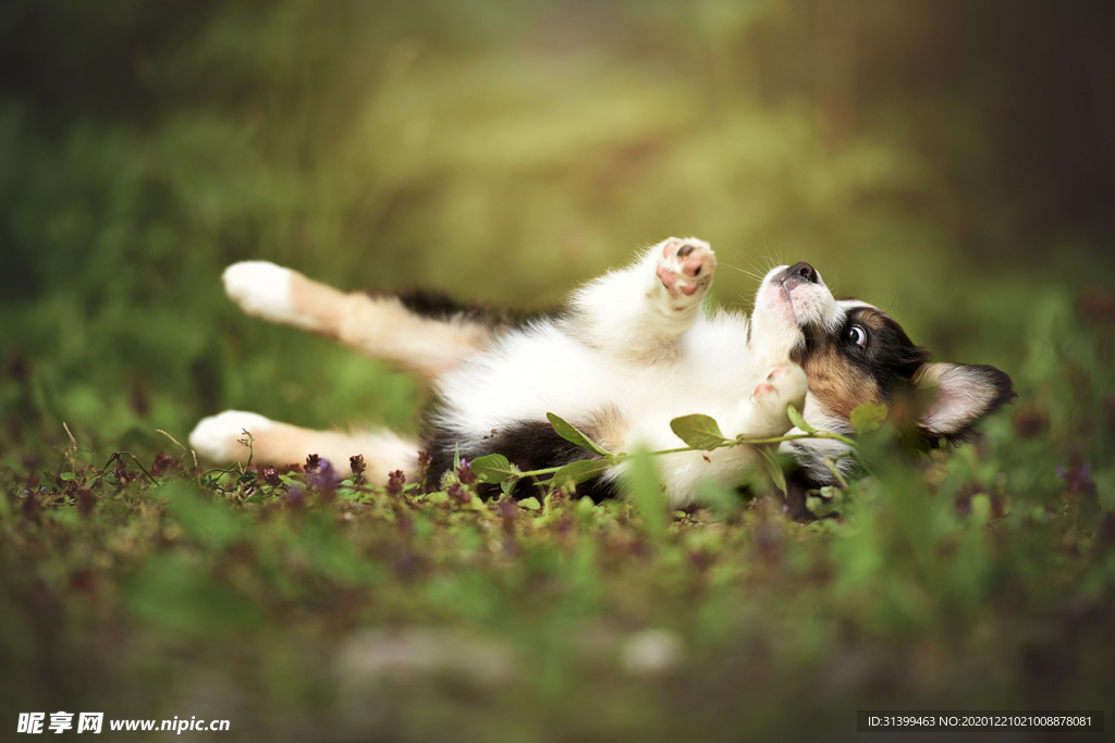 动物 宠物 狗 猫