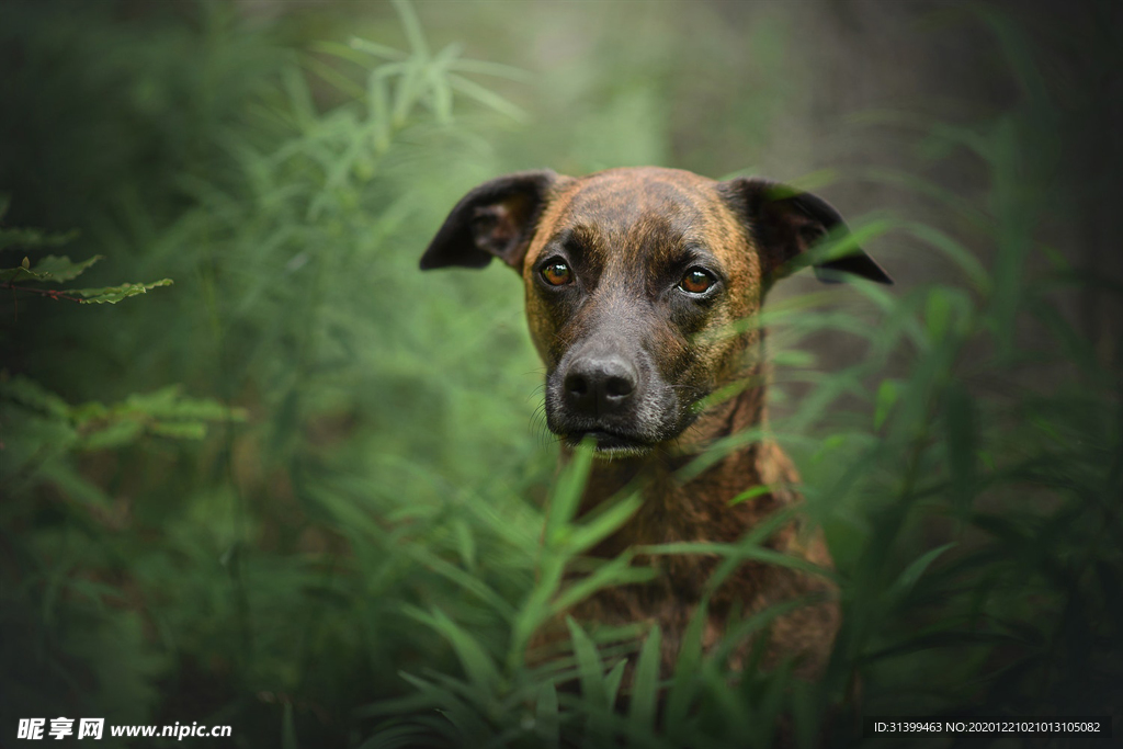 动物 宠物 狗 猫