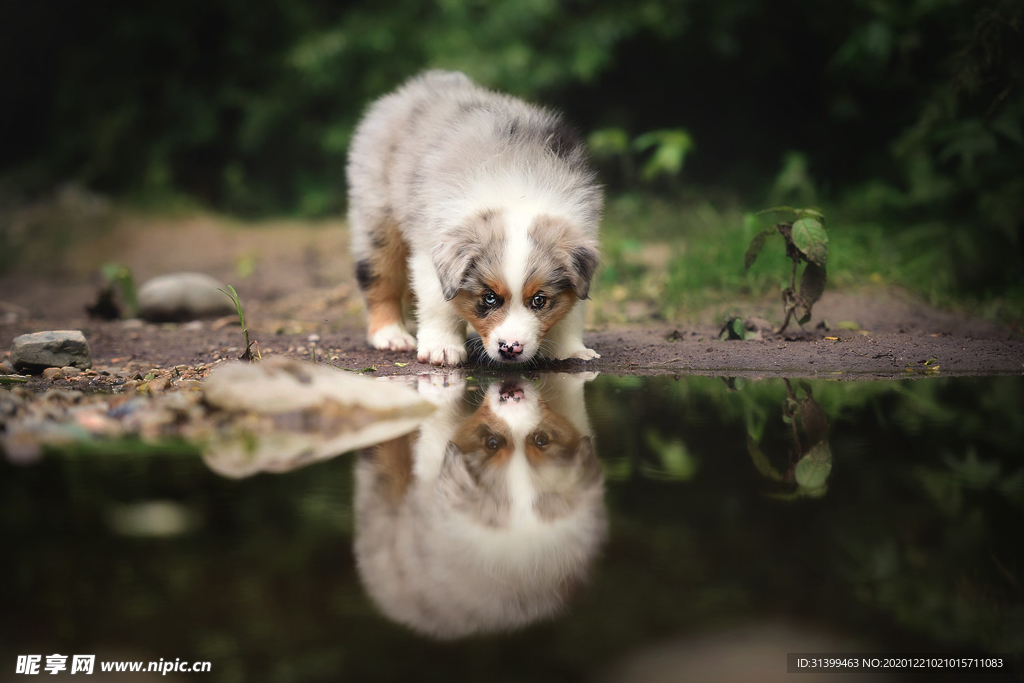 动物 宠物 狗 猫