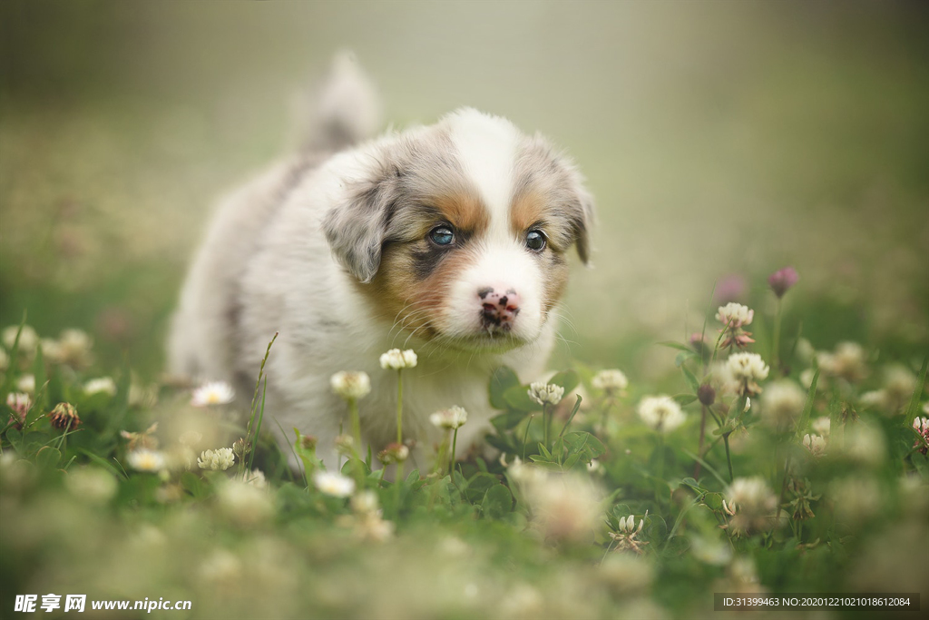动物 宠物 狗 猫