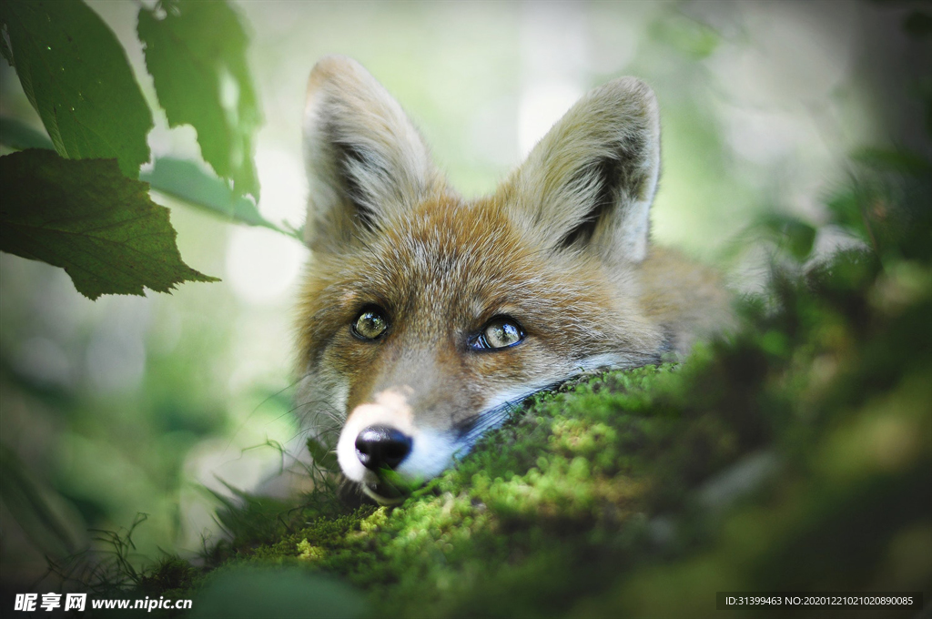 动物 宠物 狗 猫