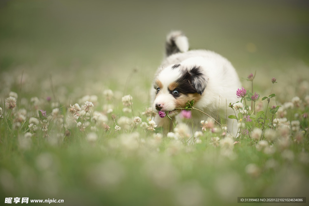 动物 宠物 狗 猫