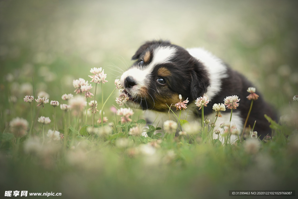 动物 宠物 狗 猫