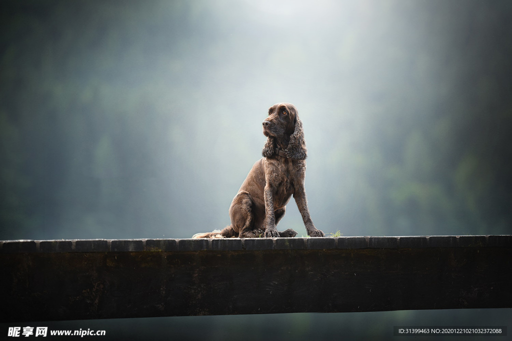 动物 宠物 狗 猫