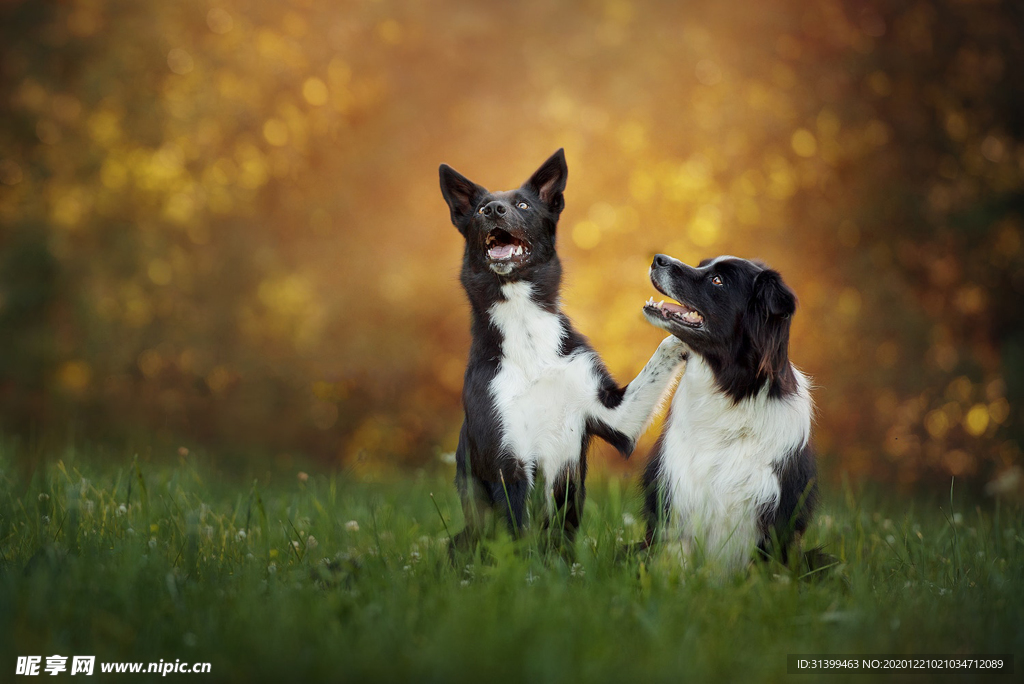 动物 宠物 狗 猫