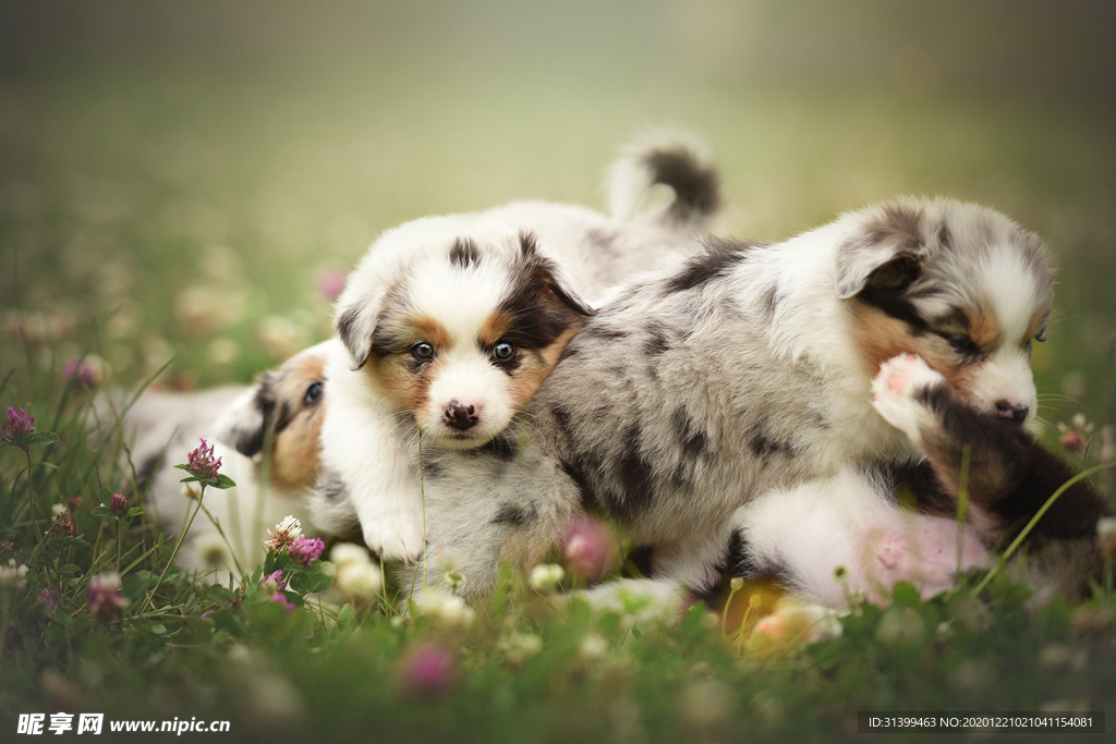 动物 宠物 狗 猫