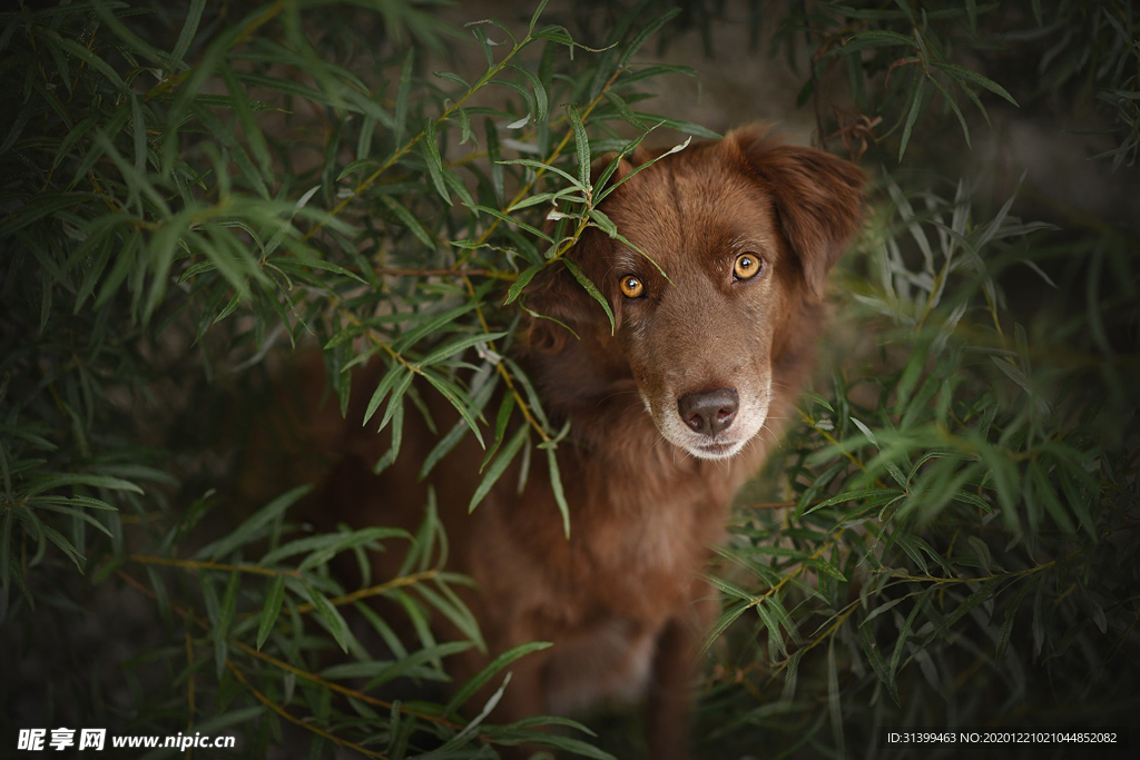 动物 宠物 狗 猫