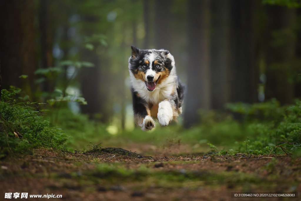 动物 宠物 狗 猫