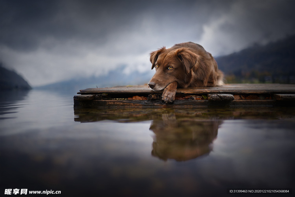 动物 宠物 狗 猫