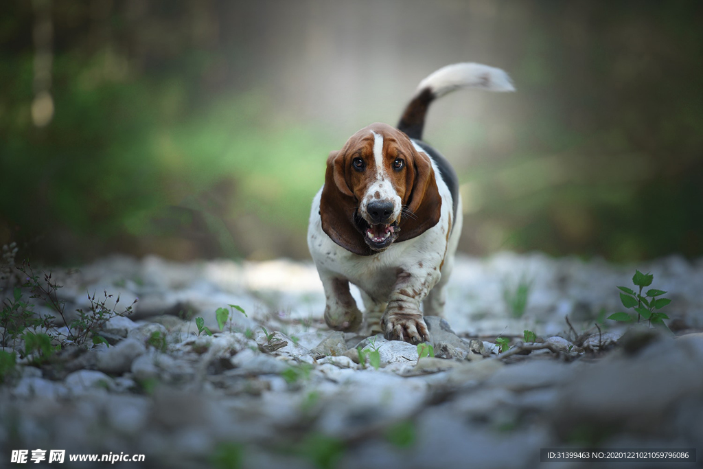 动物 宠物 狗 猫