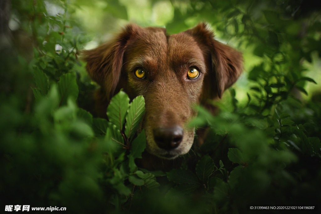 动物 宠物 狗 猫