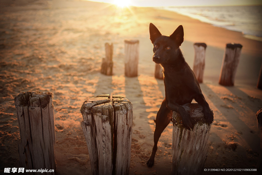 动物 宠物 狗 猫