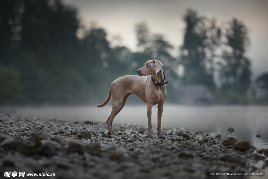 动物 宠物 狗 猫