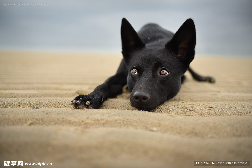 动物 宠物 狗 猫