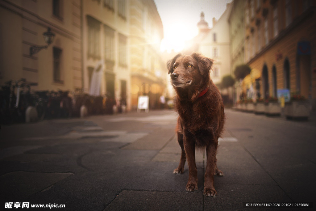 动物 宠物 狗 猫