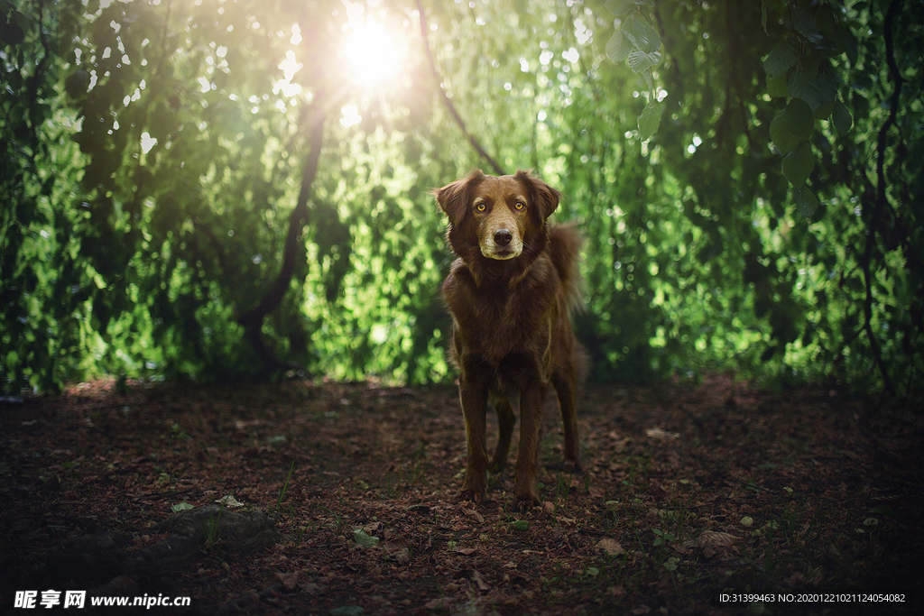动物 宠物 狗 猫