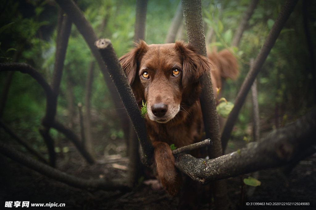 动物 宠物 狗 猫