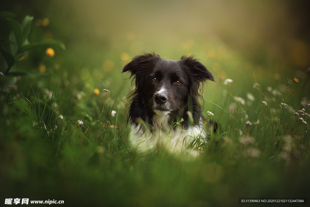 动物 宠物 狗 猫
