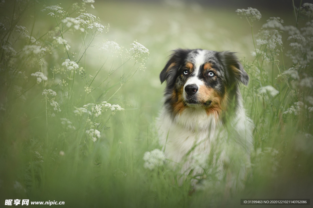 动物 宠物 狗 猫