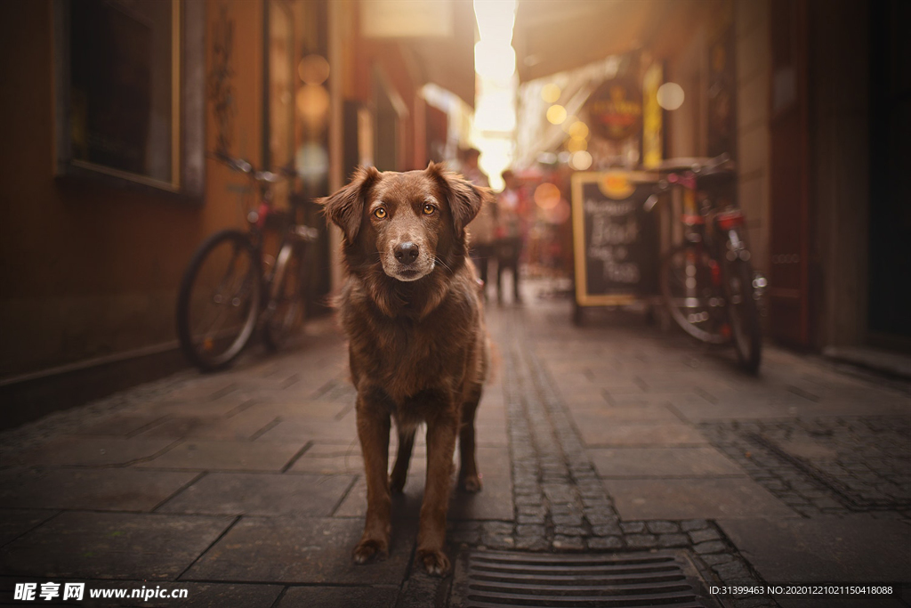 动物 宠物 狗 猫