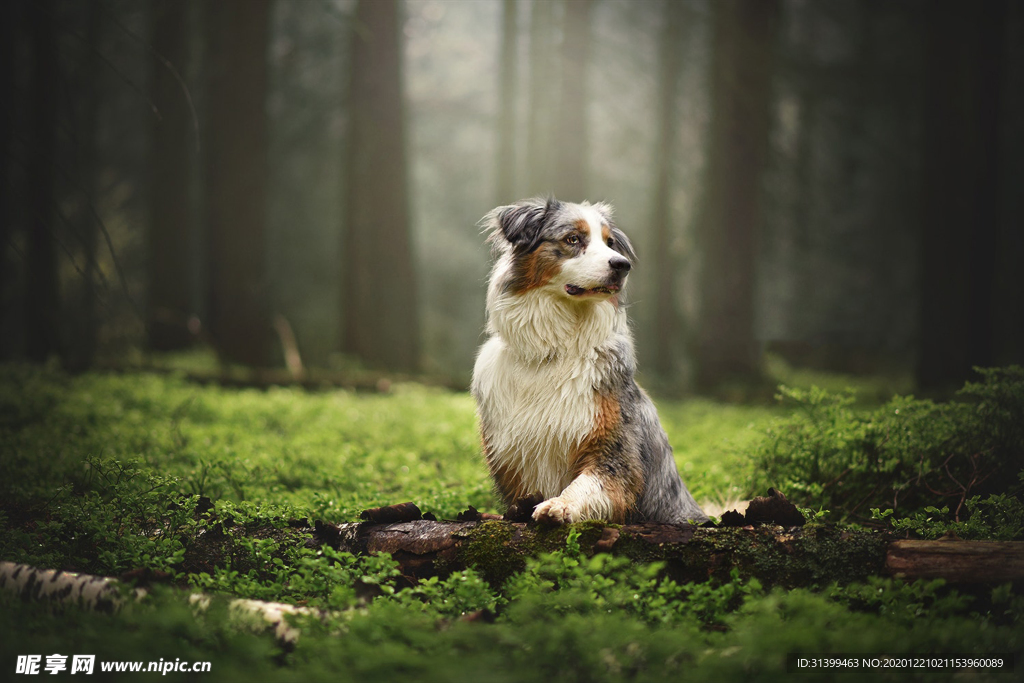 动物 宠物 狗 猫