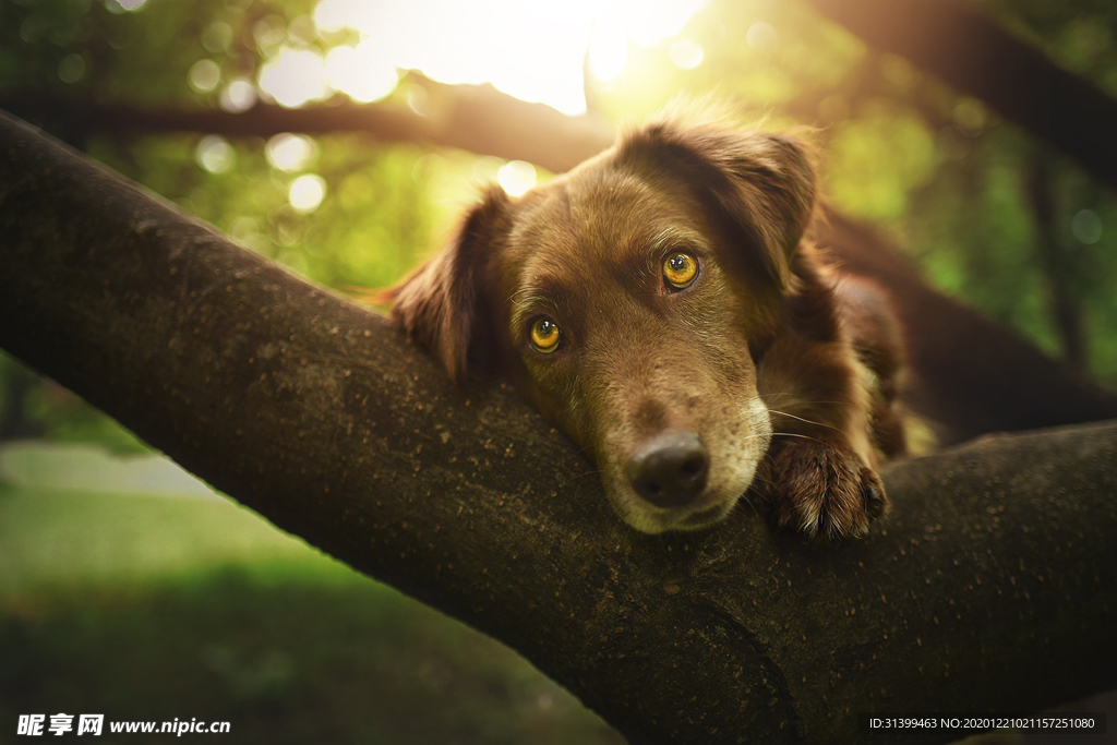 动物 宠物 狗 猫