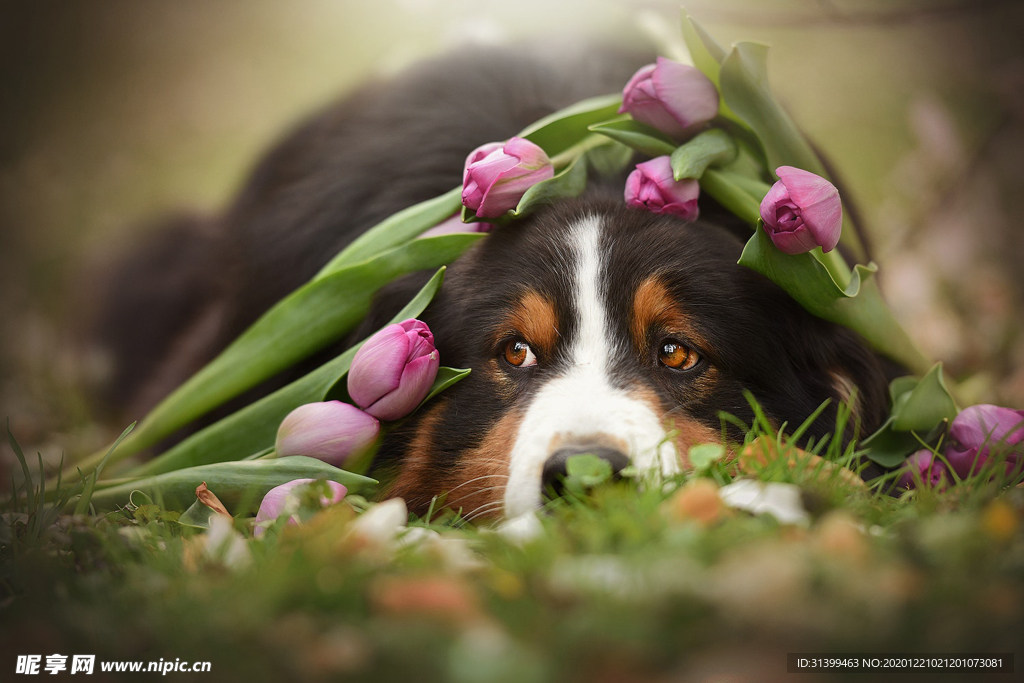 动物 宠物 狗 猫