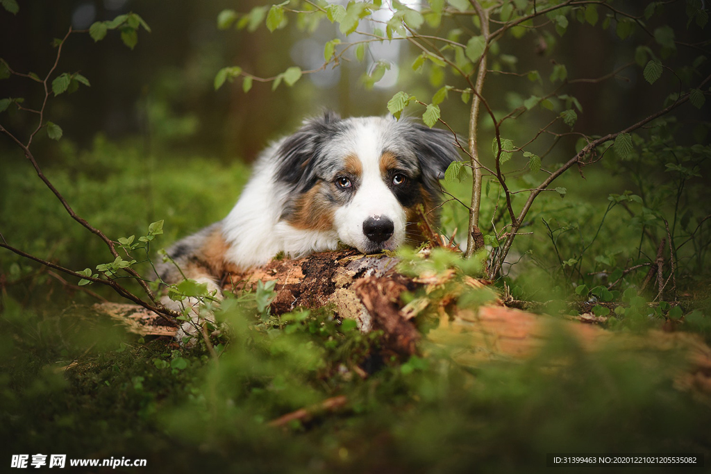 动物 宠物 狗 猫