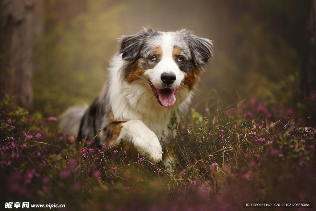 动物 宠物 狗 猫