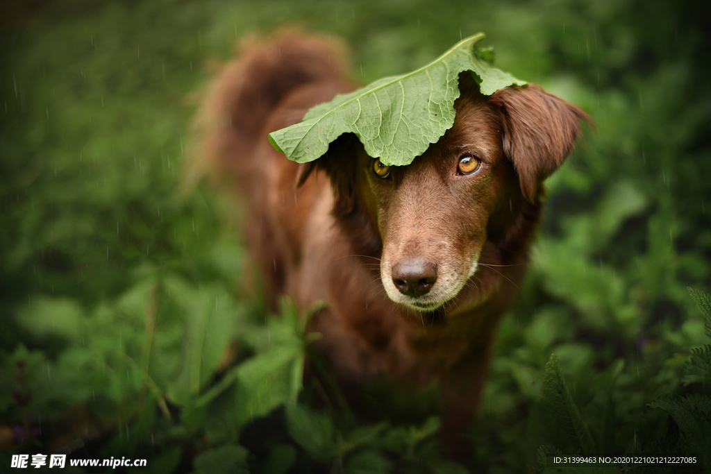 动物 宠物 狗 猫