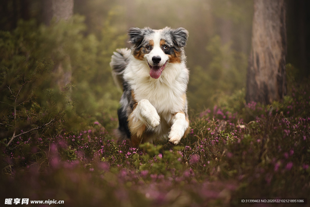 动物 宠物 狗 猫