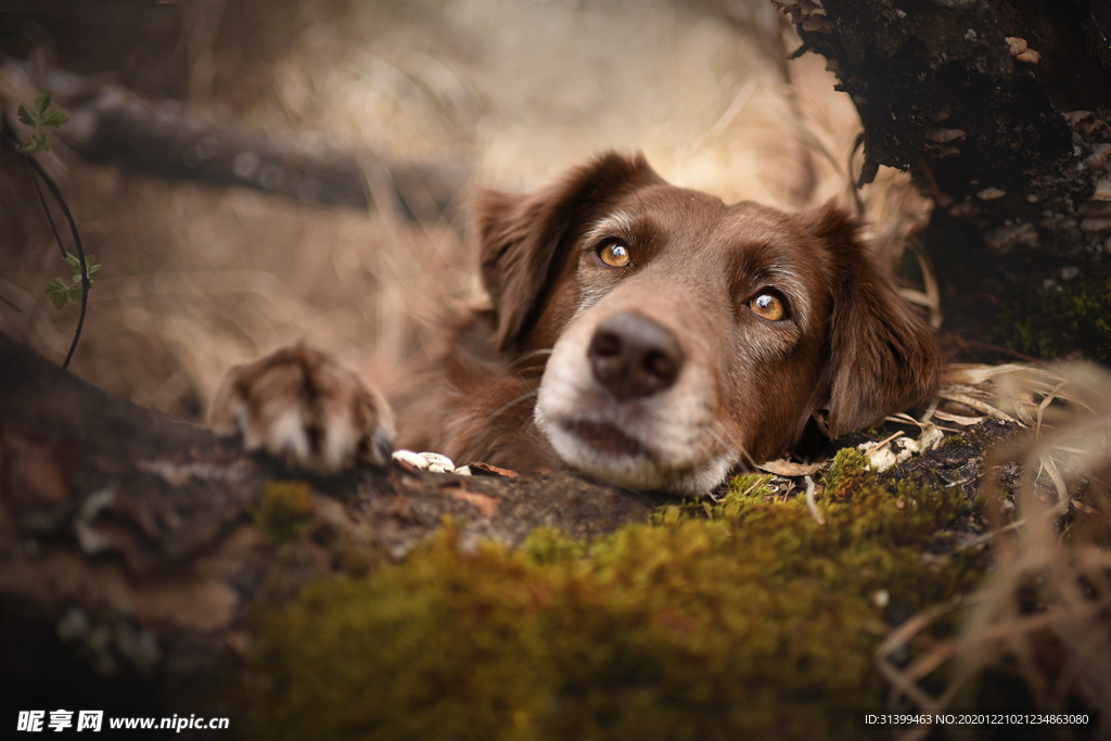 动物 宠物 狗 猫