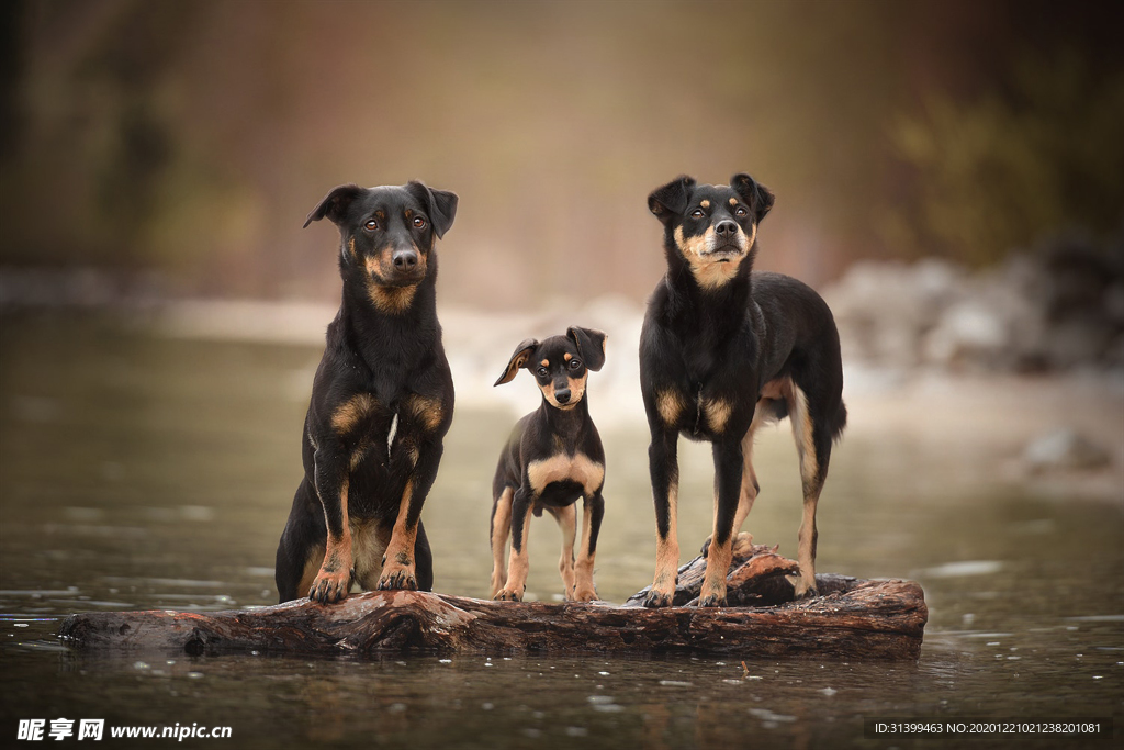动物 宠物 狗 猫