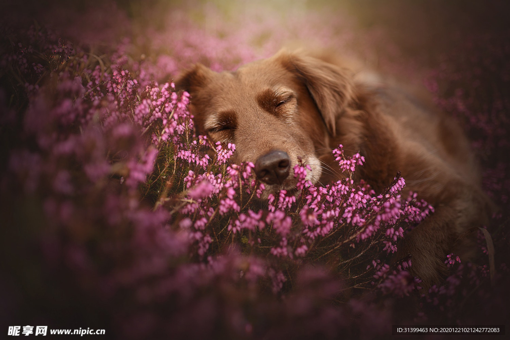动物 宠物 狗 猫