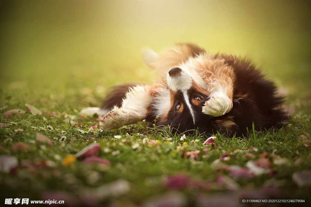 动物 宠物 狗 猫